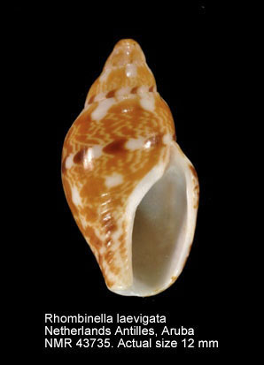 Rhombinella laevigata.jpg - Rhombinella laevigata(Linnaeus,1758)